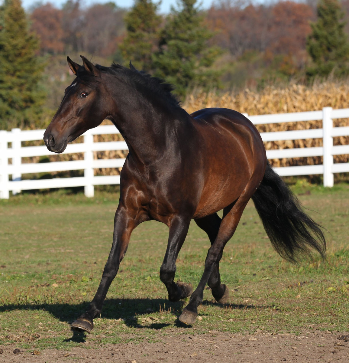 Andalusian Mare