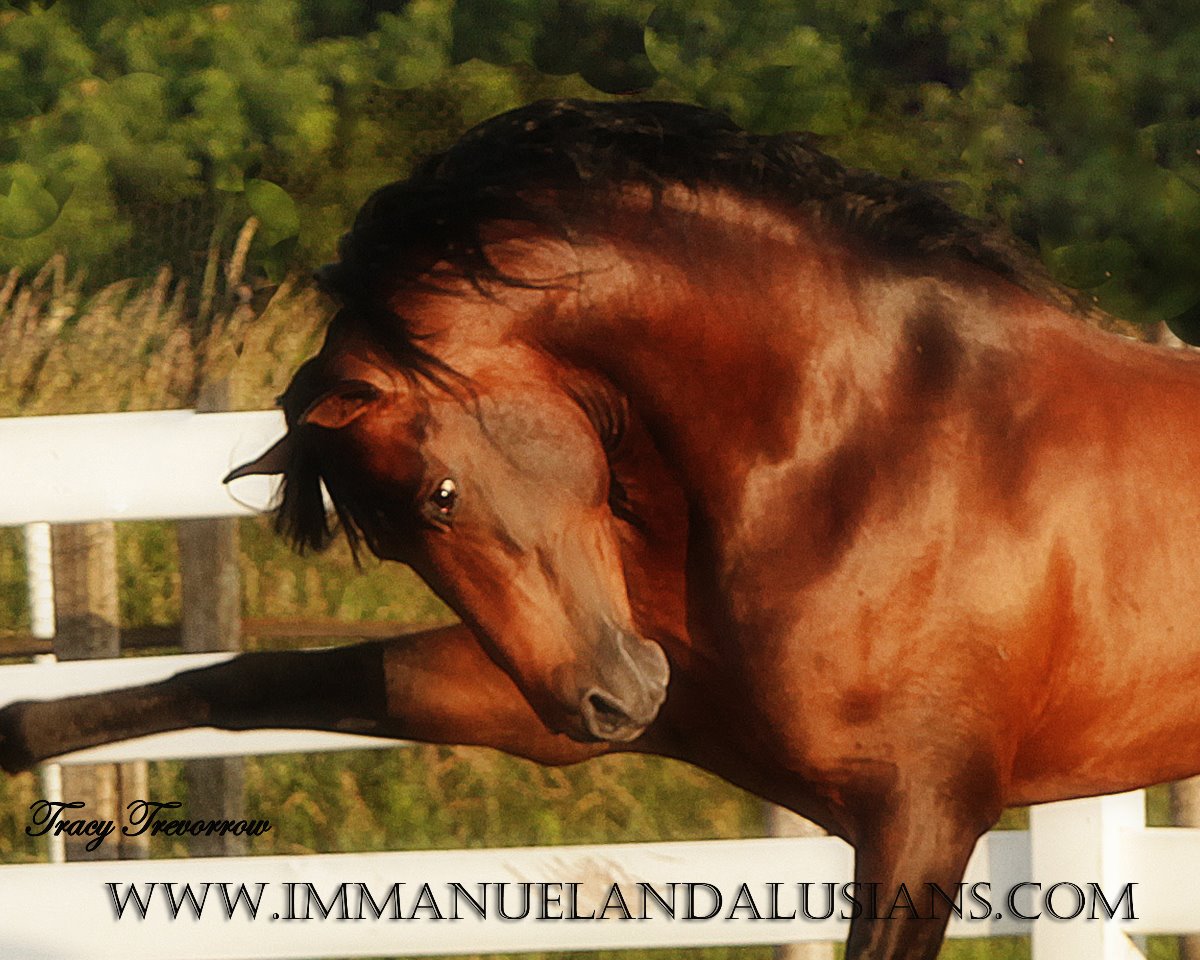 Immanuel Andalusians